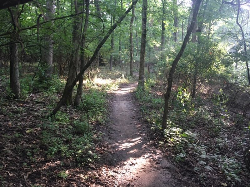 Morning view.  1.5 hours after sunrise.  Looking north.  The majority of trail is this width with a few narrow spots going between trees.