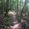 Morning view.  1.5 hours after sunrise.  Looking north.  The majority of trail is this width with a few narrow spots going between trees.