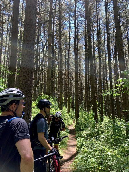 Admiring all of the towering trees @ mile 17.