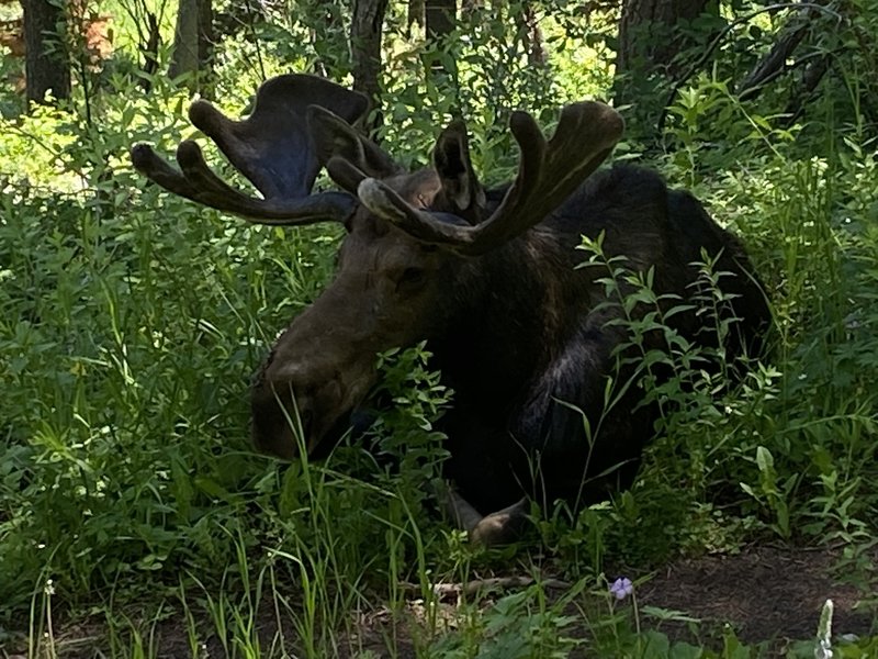 Decided to lie down on the trail.  Good ride, the climb up is about 400ft gain/mile.  Grind