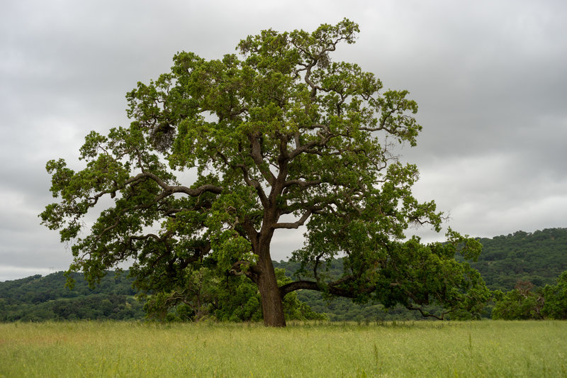 Oak tree in the valley