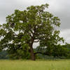 Oak tree in the valley