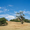 Ridge view looking up toward Mt Hamilton