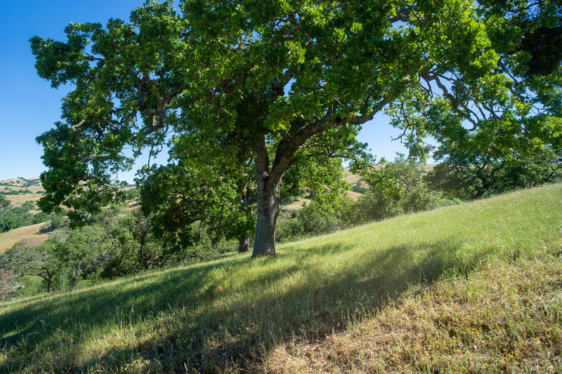 Oak tree looking south