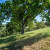 Oak tree looking south