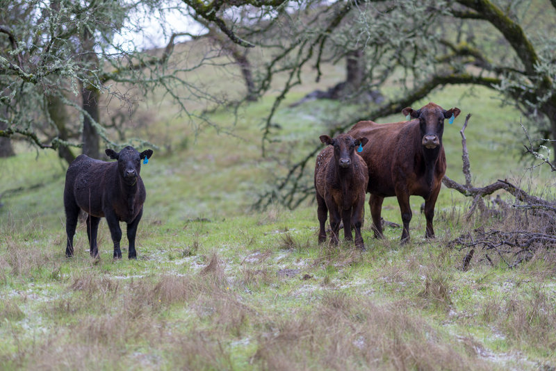 Cows grazing along the trail