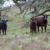 Cows grazing along the trail