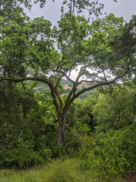 Spreading oak