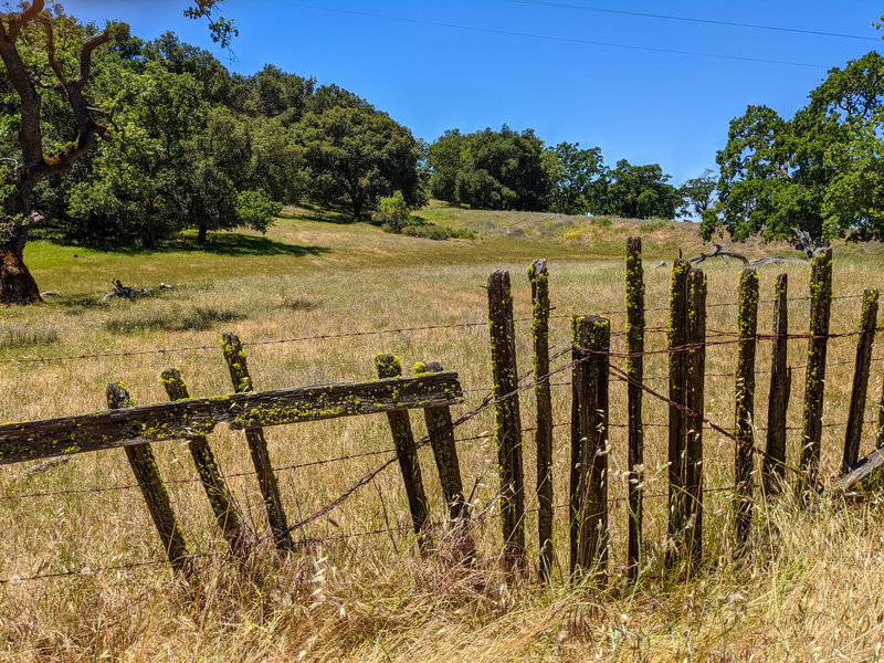 Cow fence