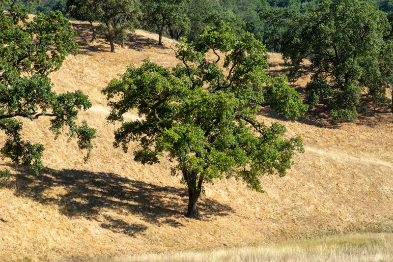 Oak trees