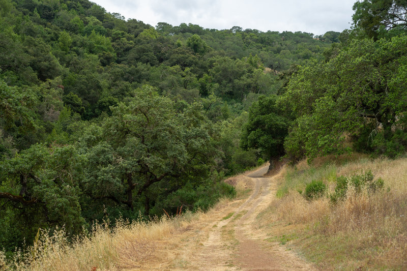 Heading into the forest