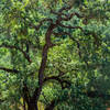 Magnificent oak tree