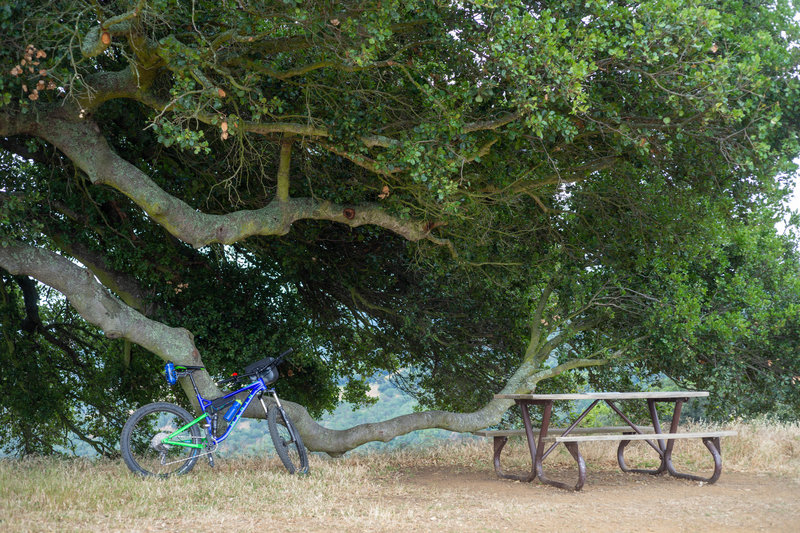 Picnic bench