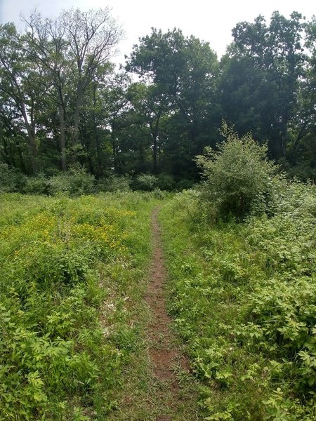 open prairie