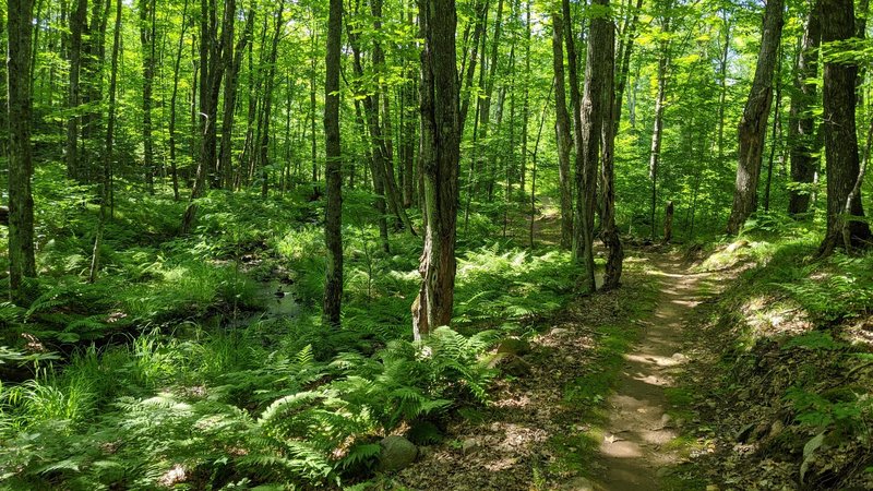 Beautiful, flowy singletrack alongside the rocky creek.