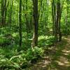 Beautiful, flowy singletrack alongside the rocky creek.