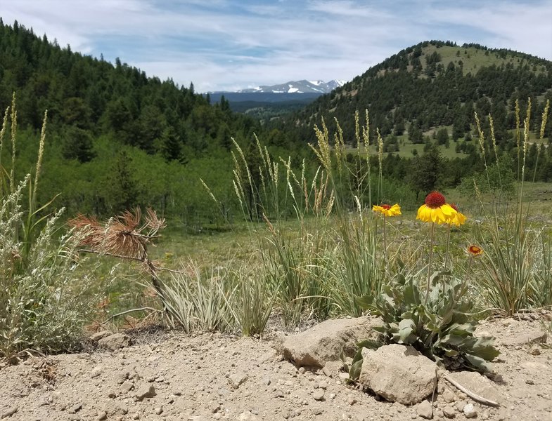 The Divide from Gold Hill Road.