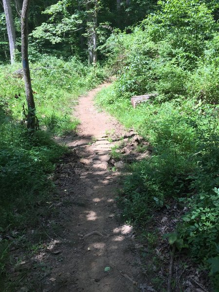 Trail section across clearing.