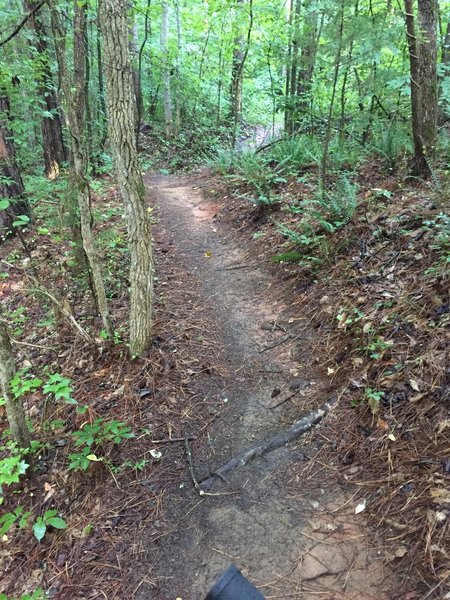 Fast flowing typical section of trail on the western portion of the trails