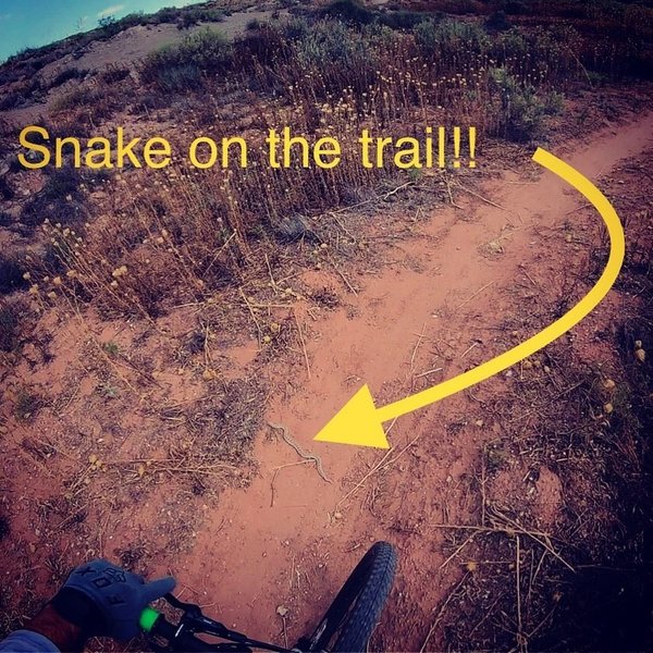 Watch out for snakes!