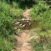 One of two creek crossings at south end of trail loop.