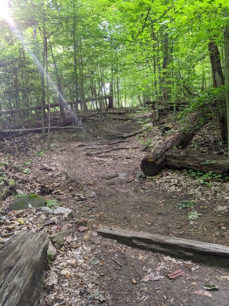 The western half of the trail especially is full of hills and roots.