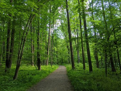 A beautiful easy part of the trail.