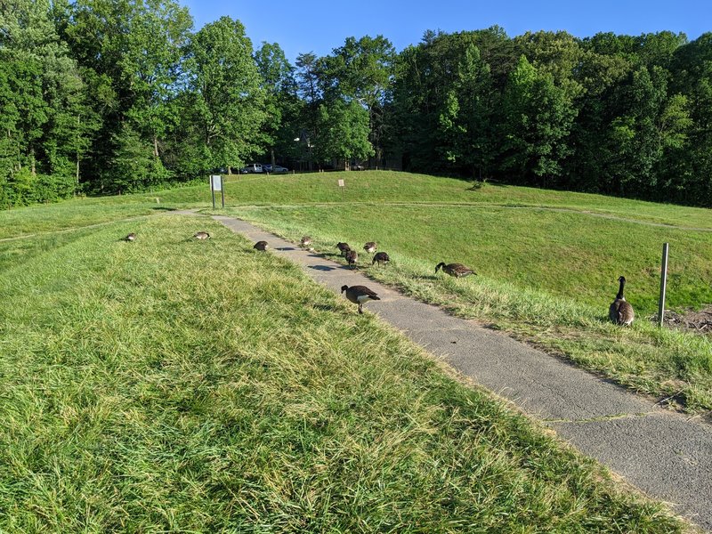 Geese blocking the path at Lake Barton dam. This only happened once.