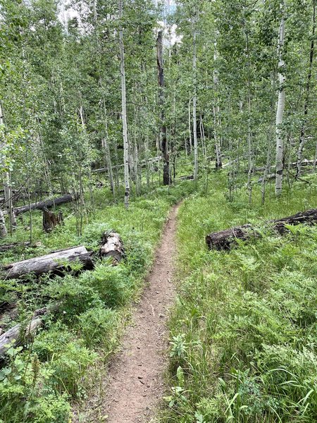 One of the nice aspen groves you ride through.