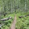 One of the nice aspen groves you ride through.