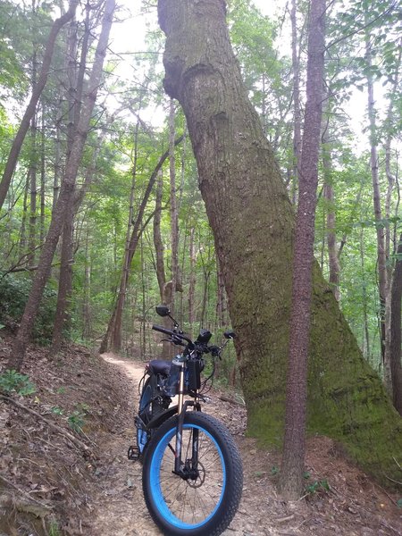 These are a great set of trails I was able to see three deer and one long-legged Jack Rabbit.