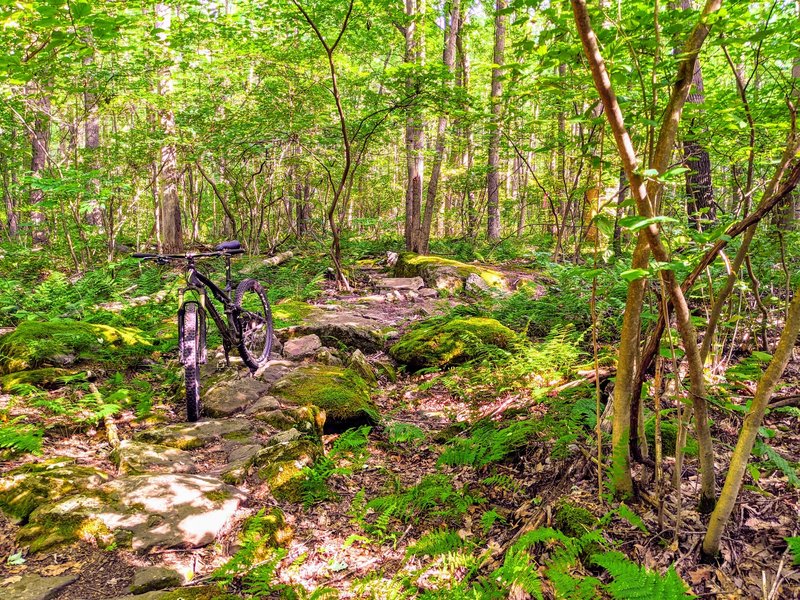 Second rock garden.