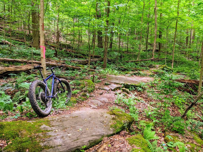 A nice set of boulders, one of the most fun downhill trails, not as technical.