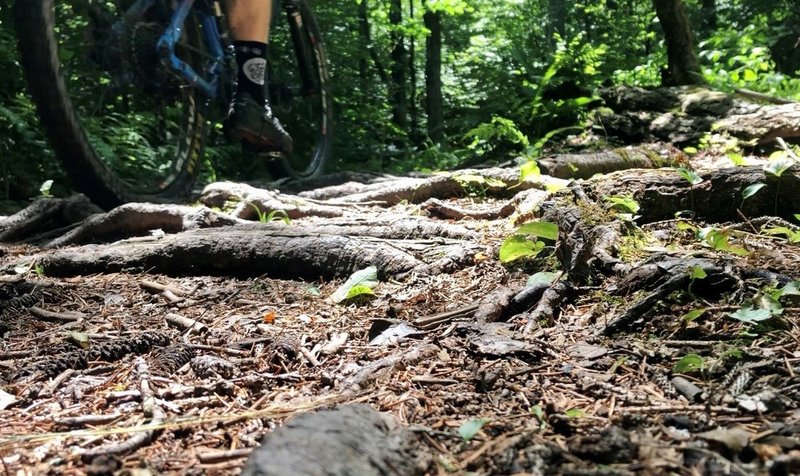 The south (yellow) trails at Oakley Corners are filled with roots.