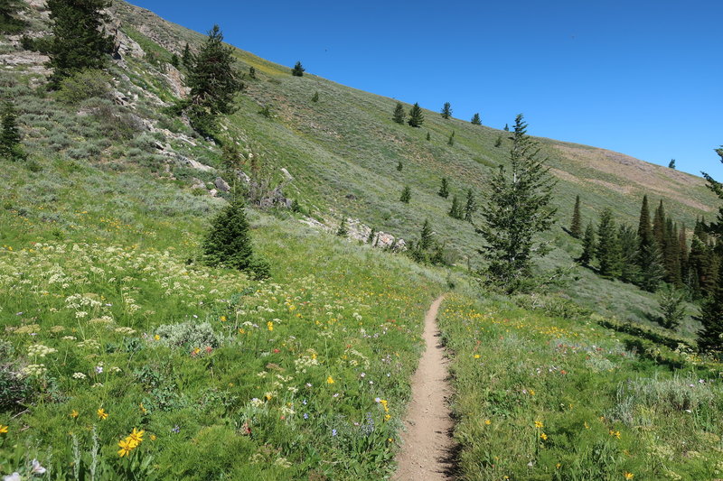 Singletrack in the wildflowers.