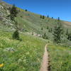 Singletrack in the wildflowers.