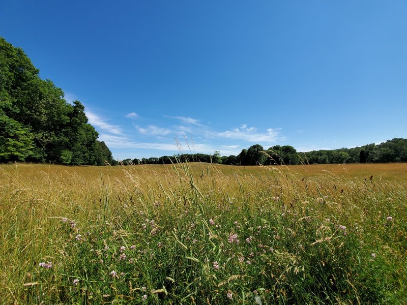 Wildflower field