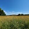 Wildflower field