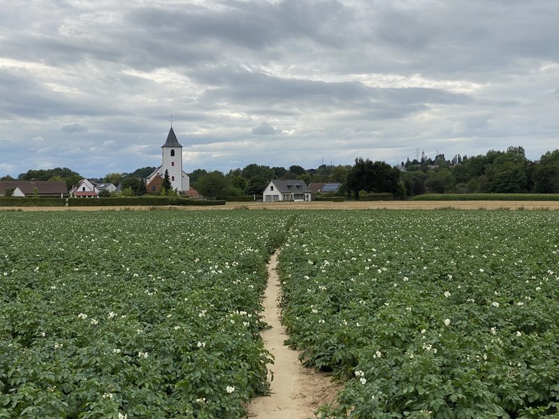 Trail between the farming fields of Moregem with a look-out to the church of Moregem