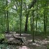 Are you even riding a trail in the Midwest without a log ride?