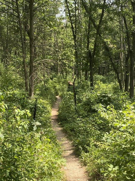 Lush green forest. Smooth singletrack