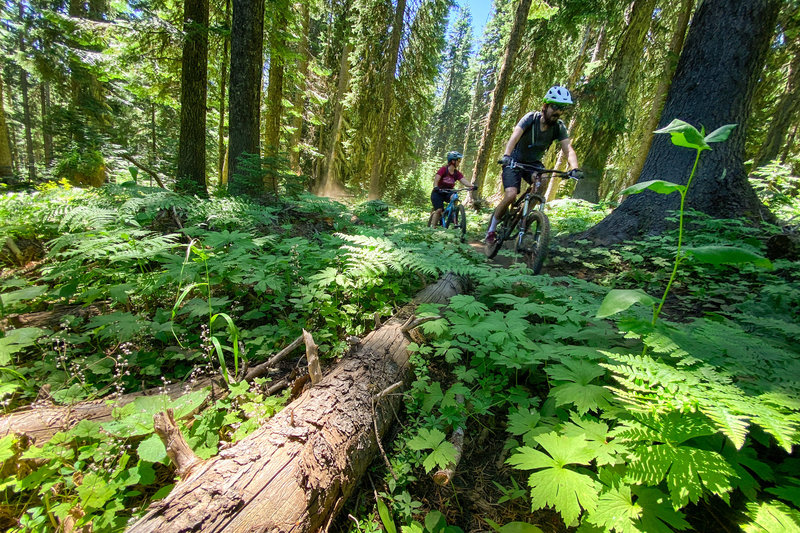 Open trees and a dense blanket of growth on the forest floor make for beautiful riding conditions.