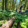 Open trees and a dense blanket of growth on the forest floor make for beautiful riding conditions.