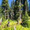 Riders work through an open glad along the Umatilla Rim Trail.