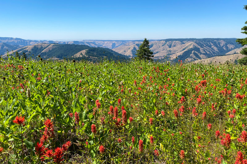 A seasonally late bloom of flowers ups the views along the Umatilla Rim Trail.