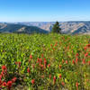 A seasonally late bloom of flowers ups the views along the Umatilla Rim Trail.