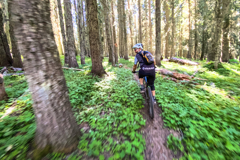 Classic ribbons of Oregon singletrack.