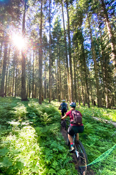 Riders climb through a lush section of woods on the Umatilla Rim Trail.