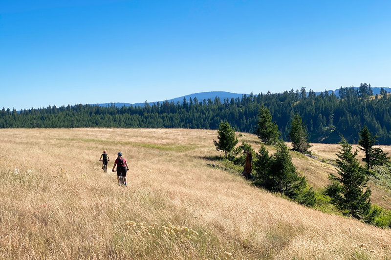 The trail almost disappears through the grass.