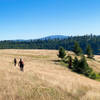 The trail almost disappears through the grass.